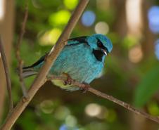 Vila Velha estreia observação de pássaros e Ponta Grossa entra na rota do birdwatching