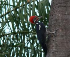 Vila Velha estreia observação de pássaros e Ponta Grossa entra na rota do birdwatching