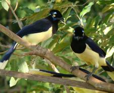 Vila Velha estreia observação de pássaros e Ponta Grossa entra na rota do birdwatching