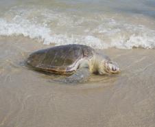 Bandeira verde: praias do Paraná têm 85% de águas próprias para banho
