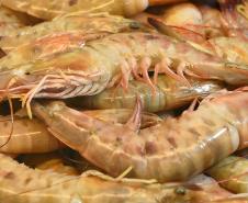Foto de camarões