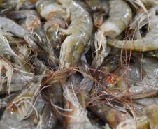Foto de camarões
