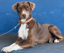 De Umuarama a Pranchita: Estado retoma CastraPet em 42 municípios em janeiro