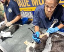 Foto de ação do Castrapet Paraná