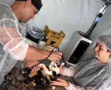 De Umuarama a Pranchita: Estado retoma CastraPet em 42 municípios em janeiro