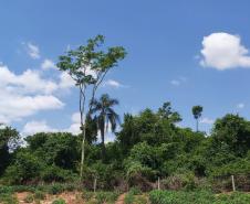 Estado divulga relação final de reservas naturais do edital de créditos de biodiversidade
