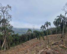 Com aumento da fiscalização, IAT aplica 8,1 mil multas por crimes ambientais em 2025