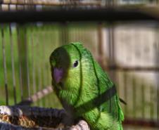 Após reabilitação e testes de voo, IAT devolve à natureza seis pássaros em Pontal do Paraná