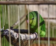 Após reabilitação e testes de voo, IAT devolve à natureza seis pássaros em Pontal do Paraná