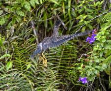 Após reabilitação e testes de voo, IAT devolve à natureza seis pássaros em Pontal do Paraná