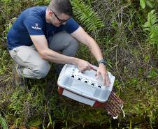 Após reabilitação e testes de voo, IAT devolve à natureza seis pássaros em Pontal do Paraná
