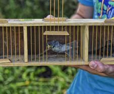 Após reabilitação e testes de voo, IAT devolve à natureza seis pássaros em Pontal do Paraná