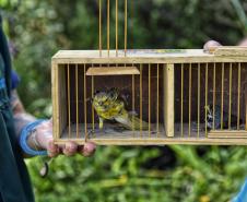 Após reabilitação e testes de voo, IAT devolve à natureza seis pássaros em Pontal do Paraná