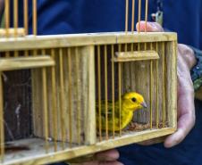 Após reabilitação e testes de voo, IAT devolve à natureza seis pássaros em Pontal do Paraná