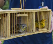 Após reabilitação e testes de voo, IAT devolve à natureza seis pássaros em Pontal do Paraná