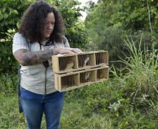 Após reabilitação e testes de voo, IAT devolve à natureza seis pássaros em Pontal do Paraná