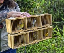 Após reabilitação e testes de voo, IAT devolve à natureza seis pássaros em Pontal do Paraná