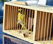 Após reabilitação e testes de voo, IAT devolve à natureza seis pássaros em Pontal do Paraná