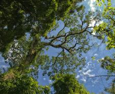 Foto de áreas preservadas paranaenses