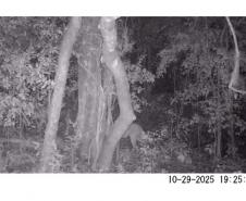 Pesquisa da Unicentro mapeia mamíferos silvestres em Unidades de Conservação