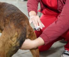 Foto de evento do Castrapet