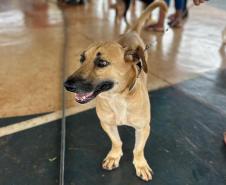 Com destaque para RMC, CastraPet vai beneficiar cães e gatos de 42 cidades em fevereiro