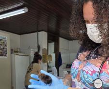 Foto de animais passando por atendimento veterinário