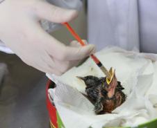 Foto de animais passando por atendimento veterinário