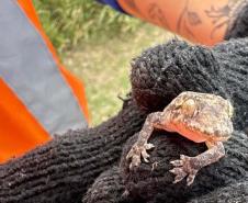 Foto de animais recolhidos no monitoramento da orla de Pontal