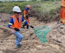 Foto de animais recolhidos no monitoramento da orla de Pontal