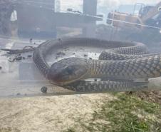 Foto de animais recolhidos no monitoramento da orla de Pontal