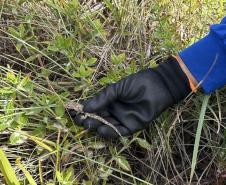 Foto de animais recolhidos no monitoramento da orla de Pontal