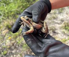 Foto de animais recolhidos no monitoramento da orla de Pontal
