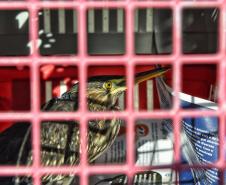 Foto de animais passando por atendimento veterinário