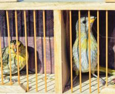 Foto de animais passando por atendimento veterinário