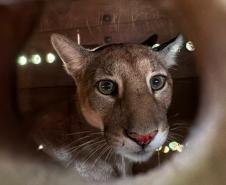 Foto de onça parda em tratamento