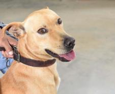 Foto de ação do Castrapet Paraná