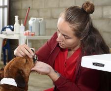 Foto de ação do Castrapet Paraná