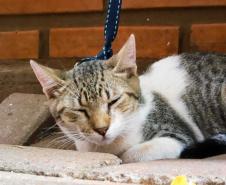 Foto de gato dormindo