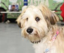 Foto de ação do Castrapet Paraná