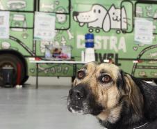 Foto de ação do Castrapet Paraná