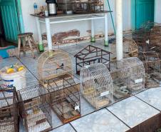 Foto de aves apreendidas durante operação