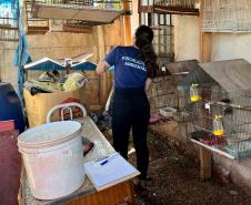 Foto de aves apreendidas durante operação