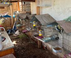 Foto de aves apreendidas durante operação