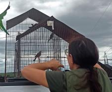 Foto de aves apreendidas durante operação