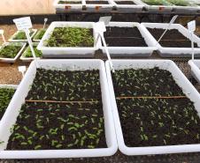 Foto de produção de mudas do IAT