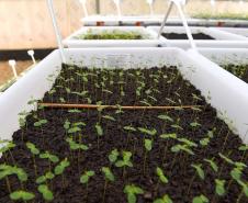 Foto de produção de mudas do IAT