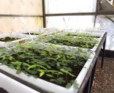 Foto de produção de mudas do IAT