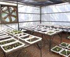 Foto de produção de mudas do IAT