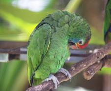 Foto de ave silvestre paranaense